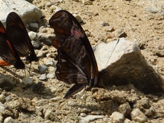 Podotricha telesiphe