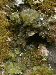 Coccomyxa