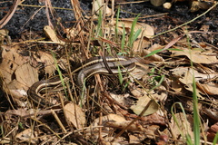 Psammophis orientalis