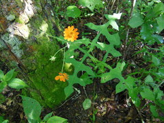 Smallanthus oaxacanus