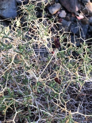 Sarcopoterium