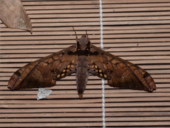 Adhemarius tigrina