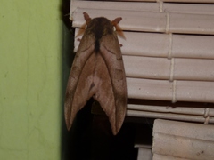 Automeris atrolimbata