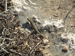 Ophisops elegans schlueteri