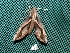 Xylophanes ceratomioides