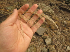 Cortaderia hapalotricha