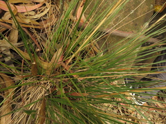 Cortaderia hapalotricha
