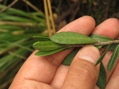Verbesina baccharidea