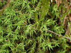 Gymnostomum aeruginosum