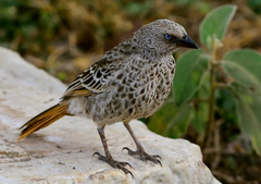 Rufous-Tailed Weaver photo 4