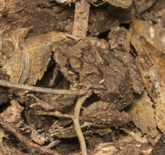 Eupsophus vertebralis