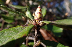 Rhododendron serrulatum