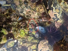 Paraxanthias taylori