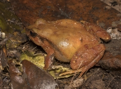 Eupsophus roseus