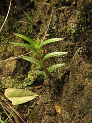 Epidendrum zipaquiranum