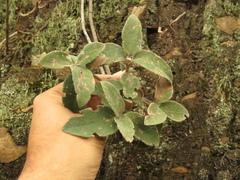 Calea peruviana