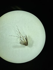Aedes canadensis canadensis