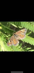 Phyciodes pallescens