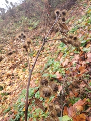 Arctium × nothum