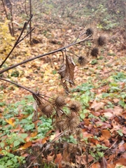 Arctium × nothum
