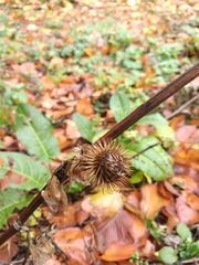 Arctium × nothum