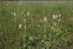 Dactylorhiza incarnata ochroleuca