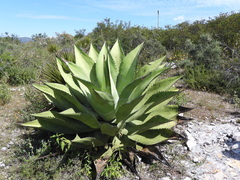 Agave scaposa