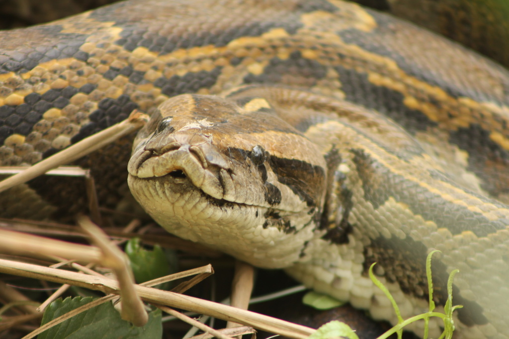 Burmese Python in April 2016 by ulexeuropaeus · iNaturalist