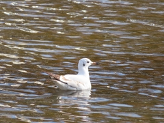 Chroicocephalus ridibundus