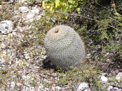 Mammillaria haageana conspicua