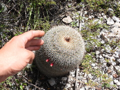 Mammillaria haageana conspicua