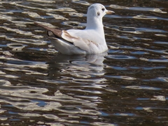 Chroicocephalus ridibundus