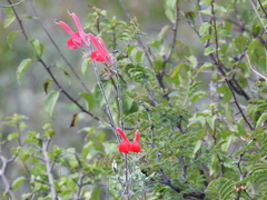 Salvia oaxacana
