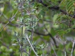 Salvia oaxacana