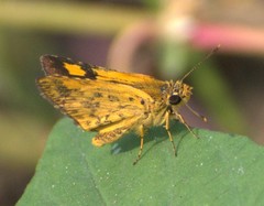 Ampittia dioscorides