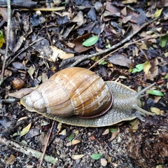 Megalobulimus oblongus