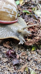 Megalobulimus oblongus