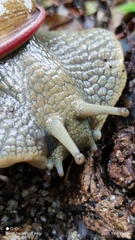 Megalobulimus oblongus