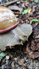 Megalobulimus oblongus