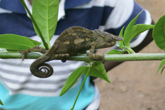 Kinyongia tavetana