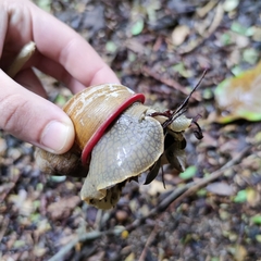 Megalobulimus oblongus