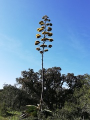 Agave scaposa