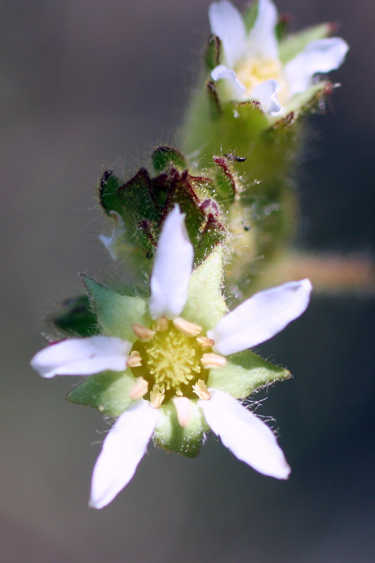 Horkelia californica