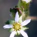 Horkelia californica - Photo (c) David Hofmann, algunos derechos reservados (CC BY-NC-ND)