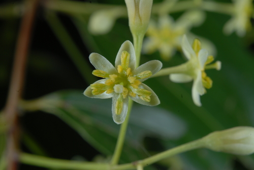 Cinnamomum burmanni