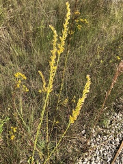 Solidago virgata