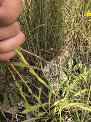 Solidago virgata