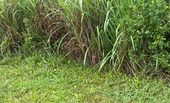 Sylvilagus palustris