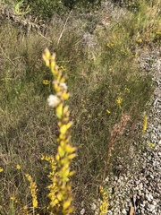 Solidago virgata