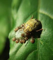 Antiteuchus
